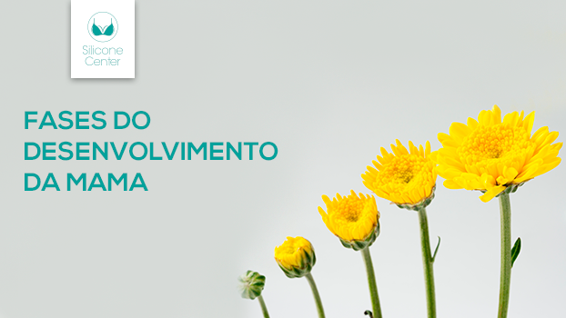 Quais são as fases do desenvolvimento da mama?